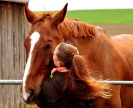 paard vierkant